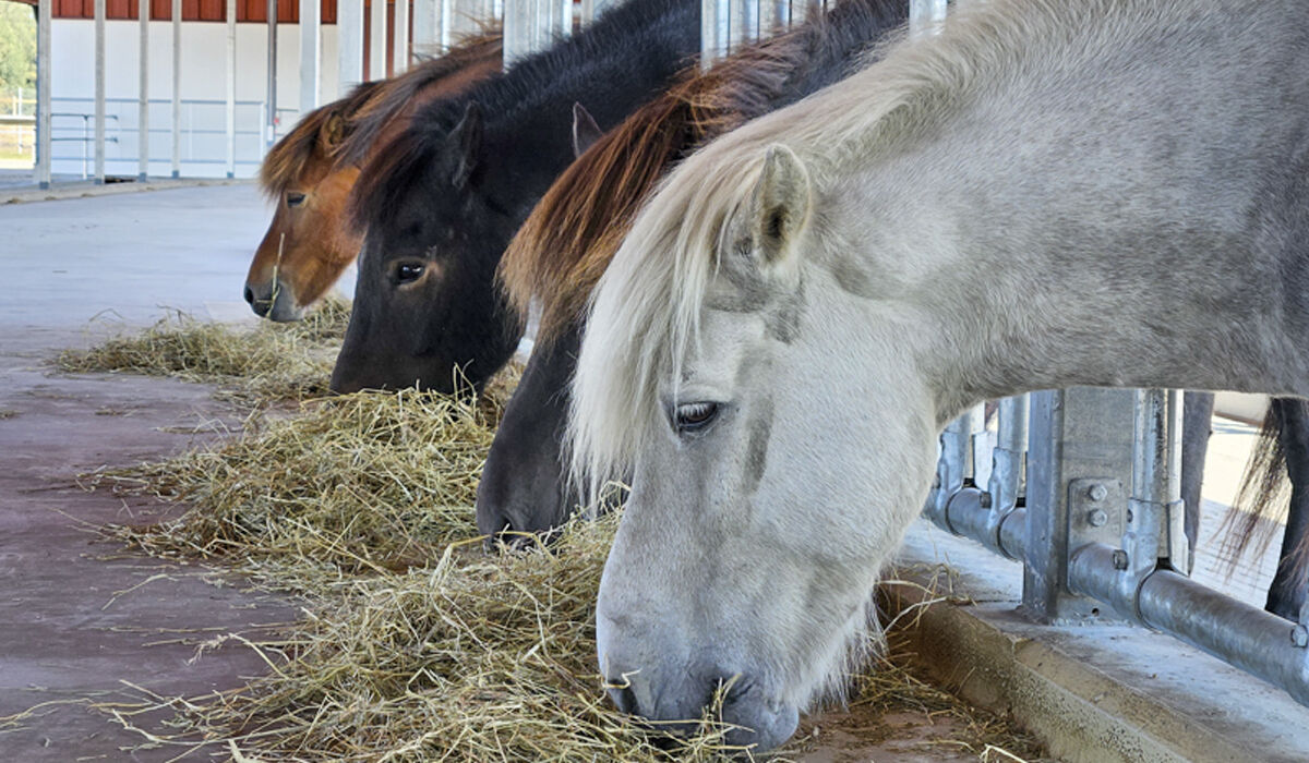 Islandshästutbildare bild