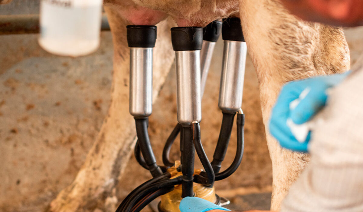 Djurskötare i mjölkproduktion - Nationell Yrkesutbildning (NY) bild